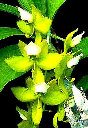Cycnoches chlorochilon